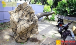 Ưu điểm dịch vụ bứng cây của phú quốc dragon