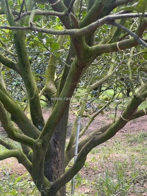 🌱 chỉ 300 triệu – sở hữu đất thổ cư + tặng kèm vườn bưởi đang thu hoạch