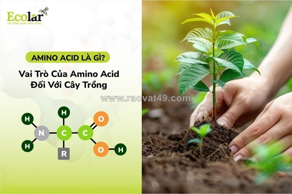 ~/Img/2025/12/amino-acid-la-gi-chia-khoa-sinh-hoc-danh-thuc-tiem-nang-cay-trong-trong-nong-nghiep-hien-dai-01.jpg
