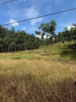 Bán 1,6 ha cao su – xã tân thành,huyện  bù đốp, bình phước