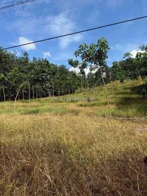 Bán 1,6 ha cao su – xã tân thành,huyện  bù đốp, bình phước