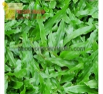 Bán các loại c.ỏ trồng sân vườn các loại giá rẻ ở hcm, đồng nai.