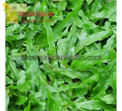 Bán các loại c.ỏ trồng sân vườn các loại giá rẻ ở hcm, đồng nai.