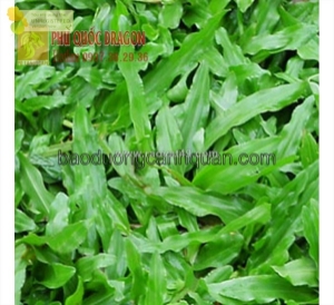Bán các loại c.ỏ trồng sân vườn các loại giá rẻ ở hcm, đồng nai.