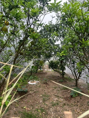 Bán đất cực đẹp oto tránh đồng phố, tân dân phú xuyên