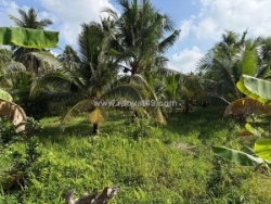 Bán đất vườn đẹp – 300m² thổ cư – 2 đường ra vào – huyện vũng liên , tỉnh vĩnh