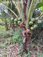 Bán đất vườn tại xã diên lâm khánh hoà