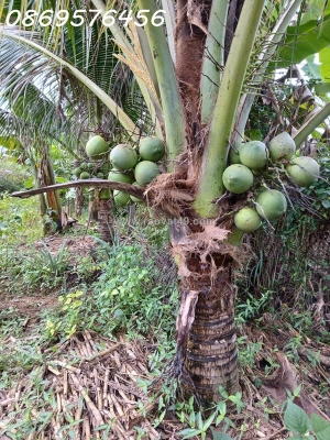 Bán đất vườn tại xã diên lâm khánh hoà