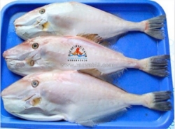 Các món ngon từ cá bò da được nhiều người yêu thích