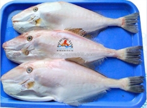 Các món ngon từ cá bò da được nhiều người yêu thích