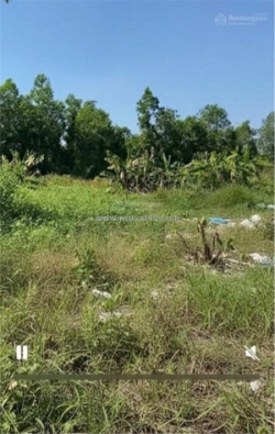 Cần cho thuê lô đất nông nghiệp để trồng trọt, chăn nuôi tại xã phạm văn hai,