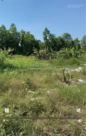 Cần cho thuê lô đất nông nghiệp để trồng trọt, chăn nuôi tại xã phạm văn hai,