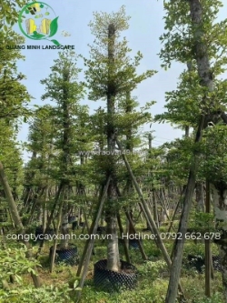 Cây bàng đài loan – giải pháp cây xanh cho sân vườn