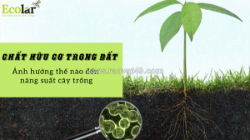 Chất hữu cơ trong đất ảnh hưởng thế nào đến năng suất cây trồng