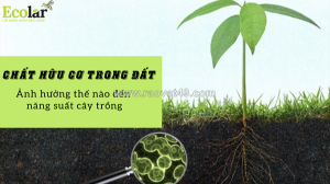 Chất hữu cơ trong đất ảnh hưởng thế nào đến năng suất cây trồng