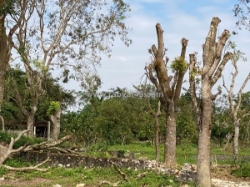 Chủ chuyển việc – bán gấp trang trại dòng tiền siêu tốt tại đông phú , đông