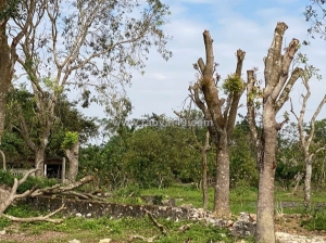 Chủ chuyển việc – bán gấp trang trại dòng tiền siêu tốt tại đông phú , đông