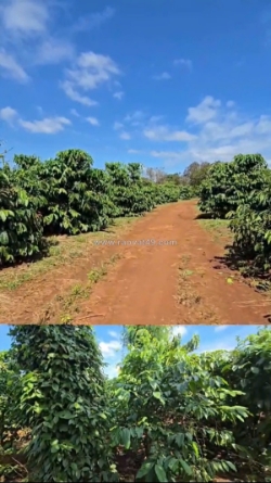 Chuyển nhượng vườn cà phê đang khai thác – diện tích 7ha – gia lai