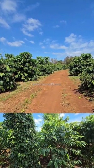 Chuyển nhượng vườn cà phê đang khai thác – diện tích 7ha – gia lai