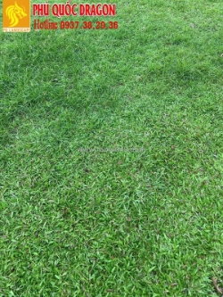 Cỏ lá gừng, cỏ nhung nhật sân vườn đẹp ở đồng nai, hcm