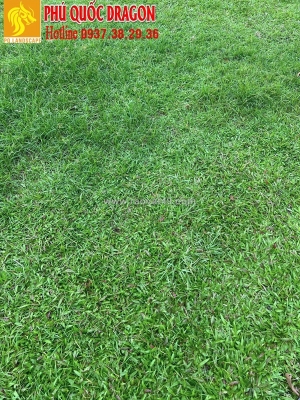 Cỏ lá gừng, cỏ nhung nhật sân vườn đẹp ở đồng nai, hcm