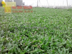 Cỏ nhung nhật – lựa chọn cao cấp cho sân vườn hoàn hảo