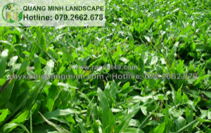 Cỏ sẽ phát triển tốt và tạo nên một thảm cỏ xanh mướt