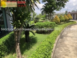 Cung cấp cây công trình sll giá rẻ - giao hàng nhanh chóng