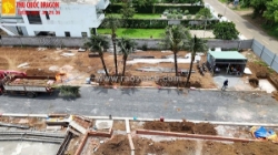 Cung cấp cây dừa công trình sll đảm bảo chất lượng