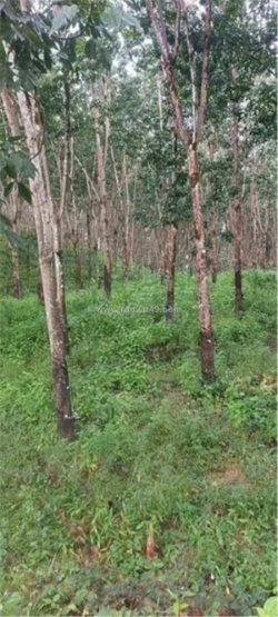 Đất đẹp – giá đầu tư - cần bán  lô đất tại  thọ sơn, bù đăng, bình phước