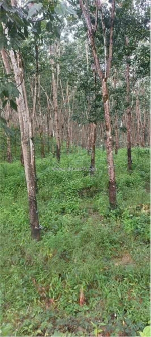 Đất đẹp – giá đầu tư - cần bán  lô đất tại  thọ sơn, bù đăng, bình phước