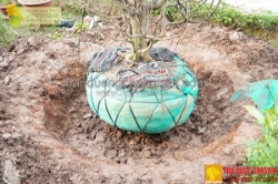 Dịch vụ cắt tỉa cây, bứng cây đúng tiến độ công trình