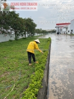 Dịch vụ dọn vườn tận nhà - tận tâm