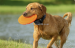 Furthrive gps tracker – no fences, no wi-fi, just smarter pet safety