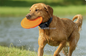 Furthrive gps tracker – no fences, no wi-fi, just smarter pet safety