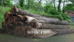 Gỗ óc chó màu gì? bảng màu gỗ óc chó chuẩn nhất