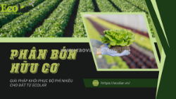 Hiểu đúng về phân bón hữu cơ: giải pháp khôi phục độ phì nhiêu cho đất từ ecolar