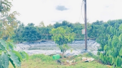 Hơn 9 sào sổ sẵn 8,5 sào, full cafe thuộc ninh gia, lâm đồng