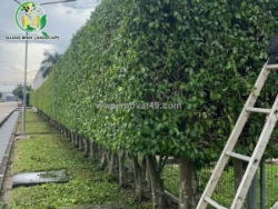 Kỹ thuật cắt tỉa cây cảnh đơn giản của phú quốc dragon