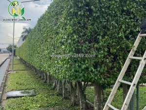 Kỹ thuật cắt tỉa cây cảnh đơn giản của phú quốc dragon