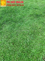 Một số lưu ý quan trọng giúp cỏ phát triển khỏe mạnh