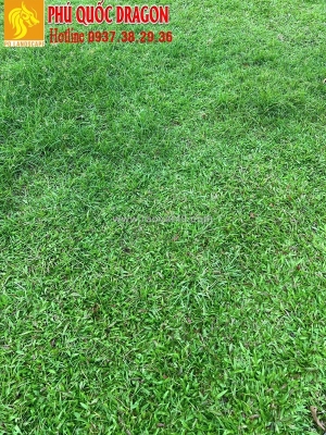 Một số lưu ý quan trọng giúp cỏ phát triển khỏe mạnh