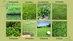 Mua bán c.ỏ nhung nhật sân vườn, sân bóng giá rẻ