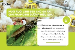 Nuôi ruồi lính đen làm thức ăn cho gà: giải pháp đạm sạch tự chủ chi phí
