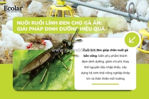 Nuôi ruồi lính đen làm thức ăn cho gà: giải pháp đạm sạch tự chủ chi phí