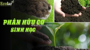 Phân hữu cơ sinh học: giải pháp 