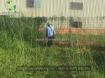 Quang minh landscape – đơn vị chuyên cắt cỏ khu công nghiệp