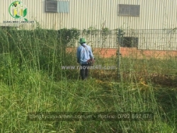 Quang minh landscape – đơn vị chuyên cắt cỏ khu công nghiệp