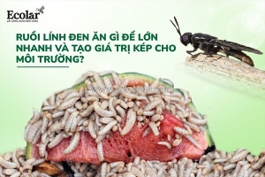 Ruồi lính đen ăn gì? bí quyết giúp ấu trùng lớn nhanh và xử lý rác hiệu quả