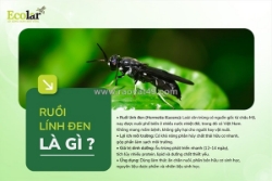 Ruồi lính đen ăn gì để phát triển mạnh và tạo giá trị bền vững cho nông nghiệp?